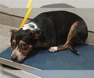 Mutt Dogs for adoption in Camarillo, CA, USA