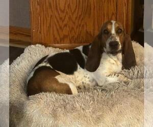 Basset Hound Dogs for adoption in Petaluma, CA, USA