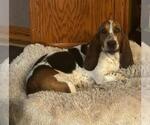 Small Basset Hound
