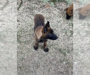 Belgian Malinois Puppy for sale in CARSON, CA, USA