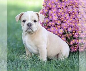 French Bulldog Puppy for sale in RONKS, PA, USA