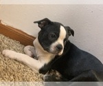 Puppy Puppy 1 Boston Terrier