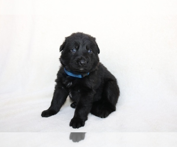 Medium Photo #5 German Shepherd Dog Puppy For Sale in AUSTIN, TX, USA