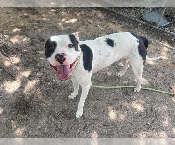 Medium Photo #2 American Pit Bull Terrier-Unknown Mix Puppy For Sale in Waco, TX, USA