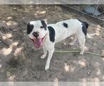 Small #1 American Pit Bull Terrier Mix