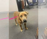 Wolf - Female Mutt Dog for Adoption - Small photo