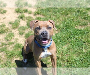 Saint - Male Mutt Dog for Adoption - Photo #7