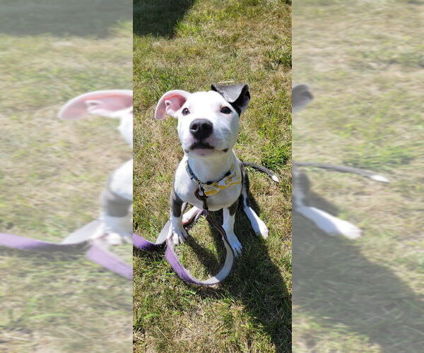 Medium Photo #14 Staffordshire Bull Terrier-Unknown Mix Puppy For Sale in New York, NY, USA