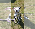 Small #13 Staffordshire Bull Terrier Mix