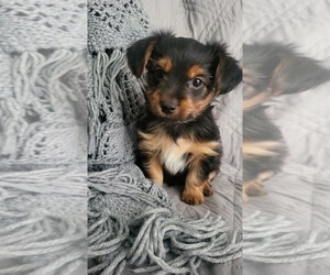 Yorkshire Terrier Puppy for sale in WHITTIER, CA, USA
