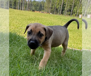 Labrador Retriever-Unknown Mix Dogs for adoption in Holly Springs, NC, USA