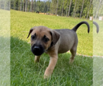 Small Labrador Retriever Mix