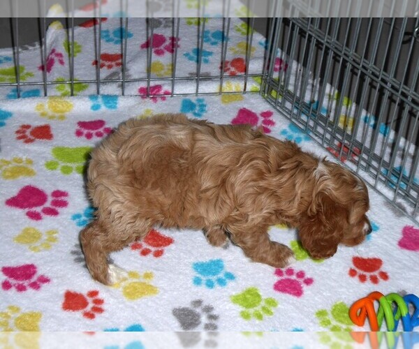 Medium Photo #10 Cocker Spaniel-Poodle (Miniature) Mix Puppy For Sale in ORO VALLEY, AZ, USA