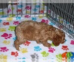 Small Photo #10 Cocker Spaniel-Poodle (Miniature) Mix Puppy For Sale in ORO VALLEY, AZ, USA