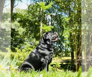 Father of the Labrador Retriever puppies born on 07/17/2026
