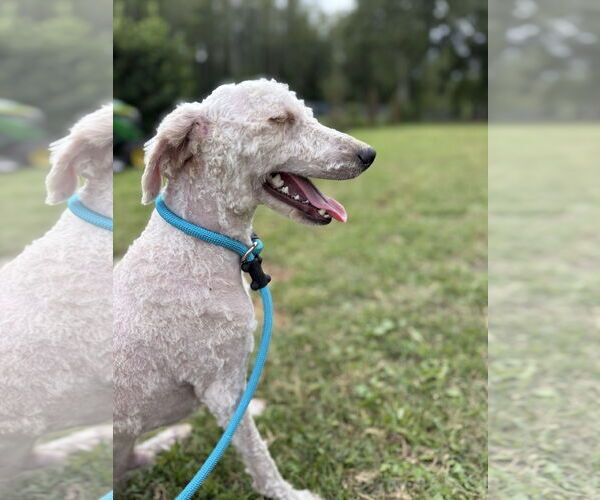 Medium Photo #3 Poodle (Miniature) Puppy For Sale in Valrico, FL, USA