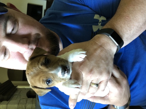 Medium Photo #1 Jack Russell Terrier Puppy For Sale in OKLAHOMA CITY, OK, USA