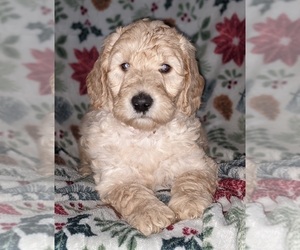 Goldendoodle Puppy for Sale in LONG BEACH, Washington USA