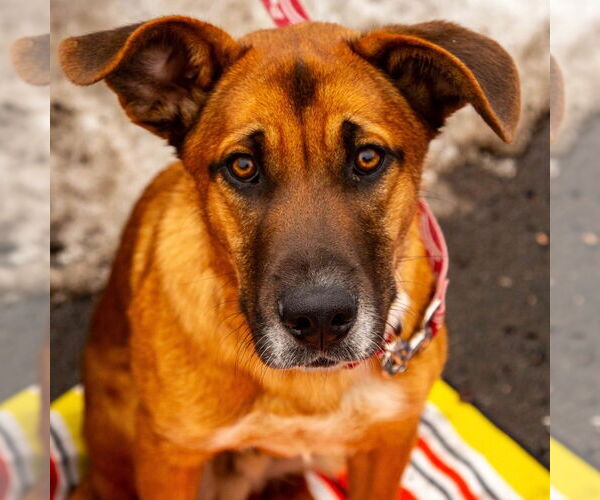 Medium Photo #19 Mutt Puppy For Sale in Canton, CT, USA