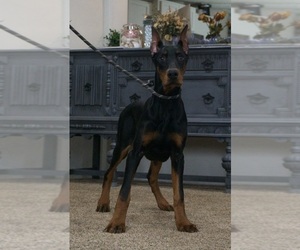 Medium Doberman Pinscher