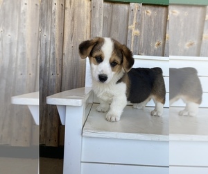 Pembroke Welsh Corgi Puppy for sale in JACKSONVILLE, TX, USA