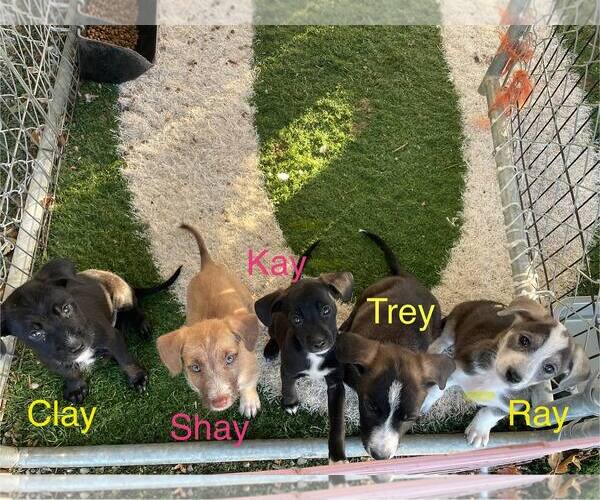 Medium Photo #2 Border Collie-Unknown Mix Puppy For Sale in Turlock, CA, USA