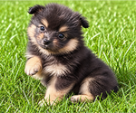 Bailey - Male Pomeranian Puppy for Sale - Photo #10