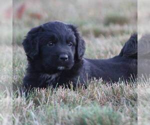 Newfoundland Puppy for sale in GREENCASTLE, PA, USA