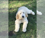 Small Photo #2 Goldendoodle Puppy For Sale in LAGUNA HILLS, CA, USA
