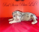 Small #1 American Bully