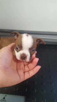 Medium Photo #1 Boston Terrier Puppy For Sale in TUCSON, AZ, USA