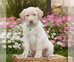 Small #2 Labrador Retriever