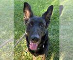 Small #4 German Shepherd Dog