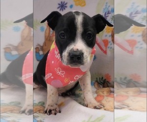 Bulldog-Unknown Mix Dogs for adoption in SHERBURNE, NY, USA