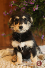 Pembroke Welsh Corgi-Poodle (Miniature) Mix Puppy for sale in LANCASTER, MN, USA