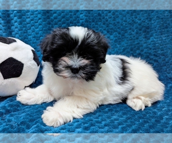 Medium Photo #2 Havanese Puppy For Sale in POST FALLS, ID, USA