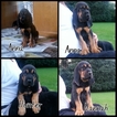 Small Photo #1 Bloodhound Puppy For Sale in REISTERSTOWN, MD, USA