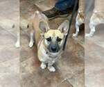 Small Mutt