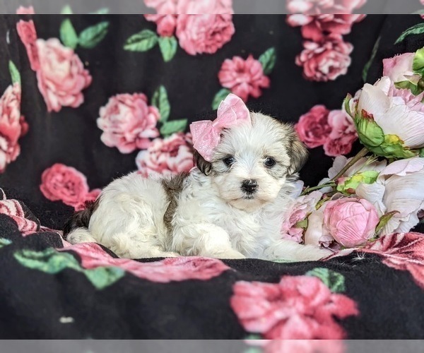 Medium Photo #5 -Maltese Mix Puppy For Sale in LEOLA, PA, USA