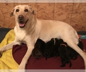 Mother of the Labrador Retriever puppies born on 06/27/2019
