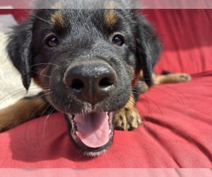 Australian Shepherd-Miniature Australian Shepherd Mix Dog for Adoption in MODESTO, California USA