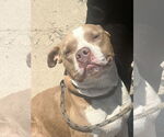 Small #5 Staffordshire Bull Terrier