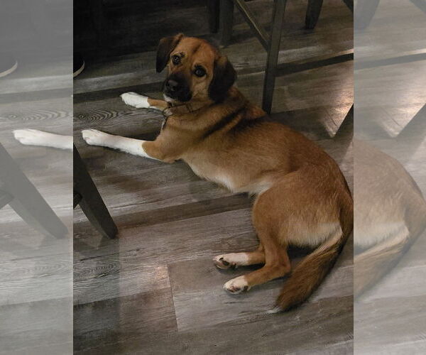 Medium Photo #2 Beagle Puppy For Sale in Pottstown, PA, USA