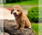 Small #3 ShihPoo