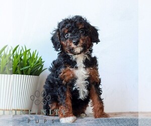 Poodle (Miniature) Puppy for sale in LITITZ, PA, USA