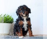 Small Poodle (Miniature)
