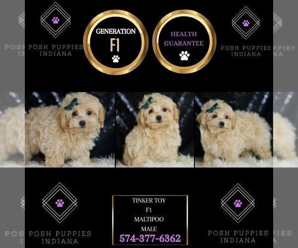 Medium Photo #42 Maltipoo (Miniature) Puppy For Sale in WARSAW, IN, USA