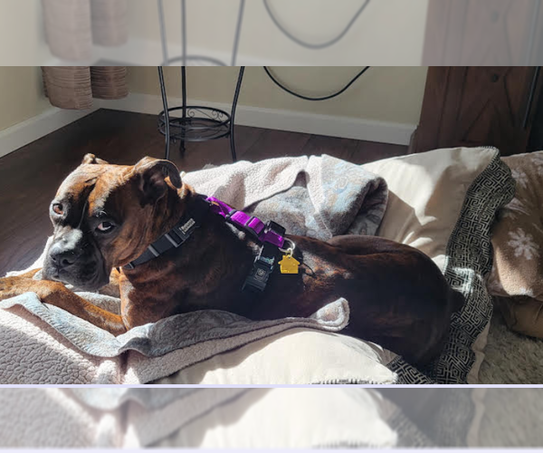 Medium Photo #4 Boxer Puppy For Sale in Burnsville, MN, USA