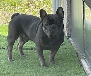 Father of the French Bulldog puppies born on 08/04/2023