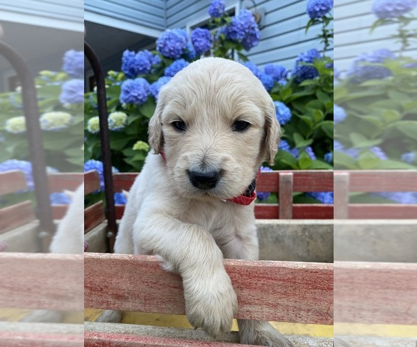 Medium Photo #1 Goldendoodle Puppy For Sale in MONTVALE, VA, USA